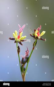 Attēlu rezultāti vaicājumam “Juncus gerardii bud”