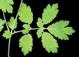 Image result for Chelidonium majus