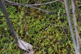 Attēlu rezultāti vaicājumam “Hypnum cupressiforme var. lacunosum sporophyte”