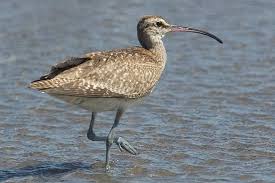 Image result for Numenius hudsonicus