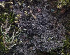 Attēlu rezultāti vaicājumam “Microcalicium disseminatum”