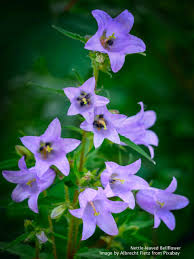 Image result for Campanula trachelium