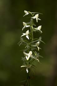 Attēlu rezultāti vaicājumam “Platanthera bifolia flower”