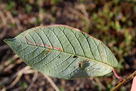 Attēlu rezultāti vaicājumam “Lyonetia clerkella”