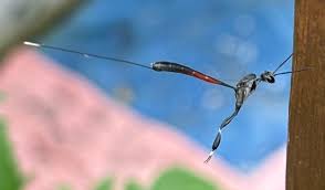 Attēlu rezultāti vaicājumam “Gasteruption jaculator imago”