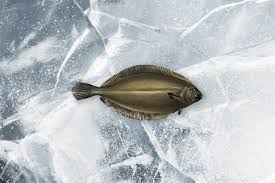 Image result for Glyptocephalus cynoglossus