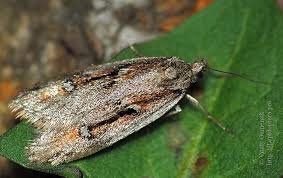 Attēlu rezultāti vaicājumam “Semioscopis avellanella”