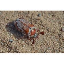 Attēlu rezultāti vaicājumam “Melolontha hippocastani”