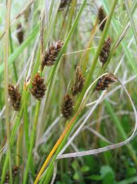 Attēlu rezultāti vaicājumam “Carex lasiocarpa leaf”