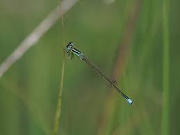 Attēlu rezultāti vaicājumam “Ischnura pumilio”