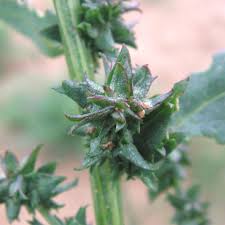 Attēlu rezultāti vaicājumam “Atriplex patula leaf”