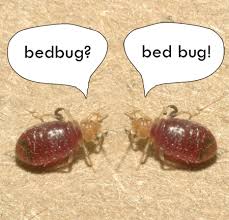 Image result for bed bugs