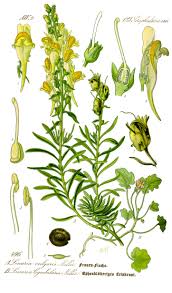 Image result for Linaria vulgaris