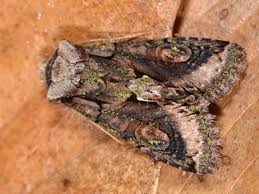 Attēlu rezultāti vaicājumam “Allophyes oxyacanthae”