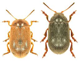 Attēlu rezultāti vaicājumam “Gonioctena”