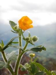 Attēlu rezultāti vaicājumam “Ranunculus lanuginosus bud”