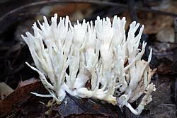 Attēlu rezultāti vaicājumam “Ramariopsis kunzei”