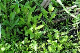 Attēlu rezultāti vaicājumam “Rorippa amphibia”