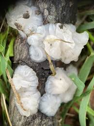 Attēlu rezultāti vaicājumam “Exidia thuretiana”