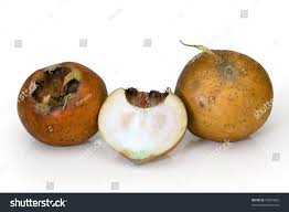 Attēlu rezultāti vaicājumam “Mespilus germanica fruit”