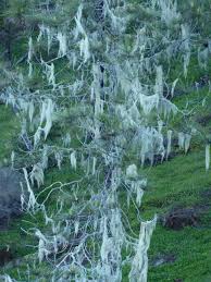 Attēlu rezultāti vaicājumam “Usnea filipendula”