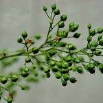 Attēlu rezultāti vaicājumam “Scrophularia nodosa fruit”