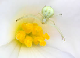Image result for crab spider