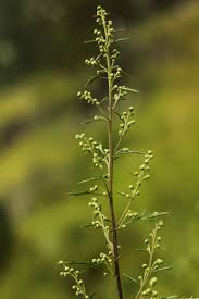 Image result for Artemisia gmelinii