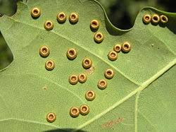 Attēlu rezultāti vaicājumam “Neuroterus quercusbaccarum”