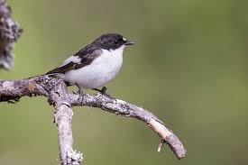 Attēlu rezultāti vaicājumam “Ficedula hypoleuca male”