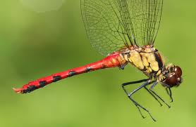 Attēlu rezultāti vaicājumam “Sympetrum”