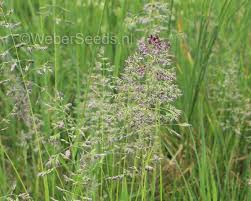 Attēlu rezultāti vaicājumam “Poa pratensis”