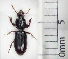 Attēlu rezultāti vaicājumam “Clivina fossor”