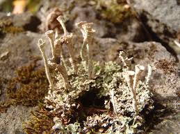 Attēlu rezultāti vaicājumam “Cladonia botrytes”