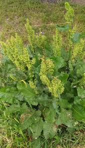 Attēlu rezultāti vaicājumam “Rumex confertus”