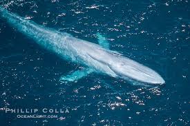 Image result for Balaenoptera musculus