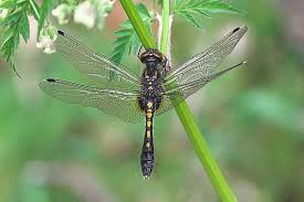 Attēlu rezultāti vaicājumam “Leucorrhinia caudalis”