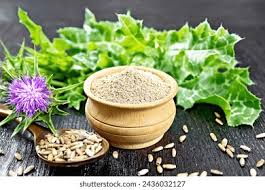 Attēlu rezultāti vaicājumam “Silybum marianum fruit”