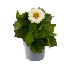 Image result for Zinnia elegans