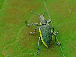 Attēlu rezultāti vaicājumam “Chlorophanus viridis”