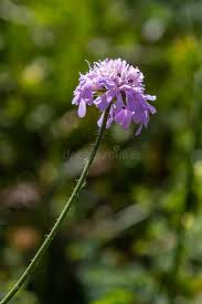 Attēlu rezultāti vaicājumam “Knautia arvensis flower”