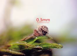 Attēlu rezultāti vaicājumam “Lycogala ustulatum macro”