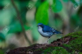 Image result for Luscinia cyane