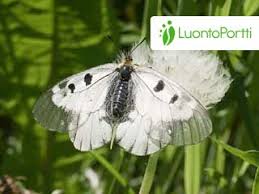 Attēlu rezultāti vaicājumam “Parnassius mnemosyne underside”