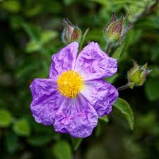 Attēlu rezultāti vaicājumam “Cistaceae”