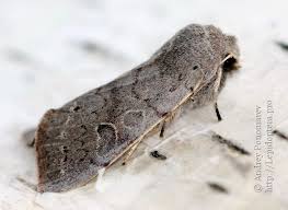 Attēlu rezultāti vaicājumam “Orthosia populeti”