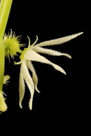Attēlu rezultāti vaicājumam “Echinocystis lobata flower”