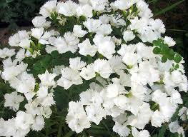 Attēlu rezultāti vaicājumam “Dianthus deltoides flower”