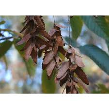 Attēlu rezultāti vaicājumam “Carpinus caroliniana”