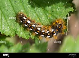 Attēlu rezultāti vaicājumam “Acronicta rumicis larva”